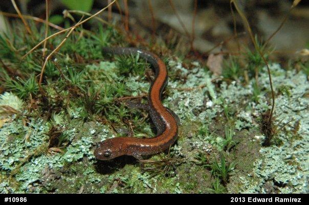Eastern Red-backed  Salamander