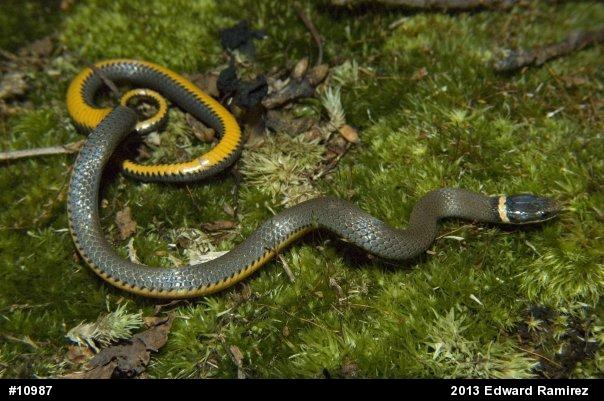 Northern Ring-necked Snake