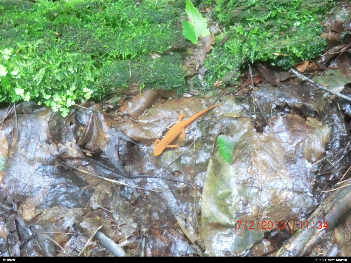 Red-spotted Newt