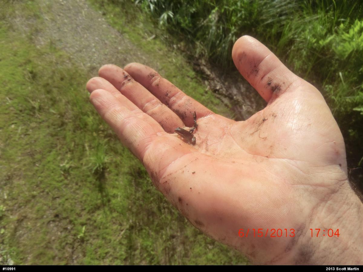 Wood Frog