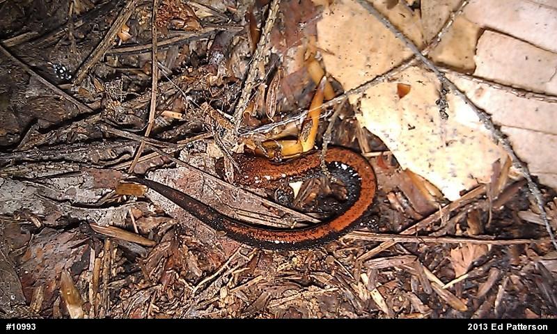Eastern Red-backed  Salamander
