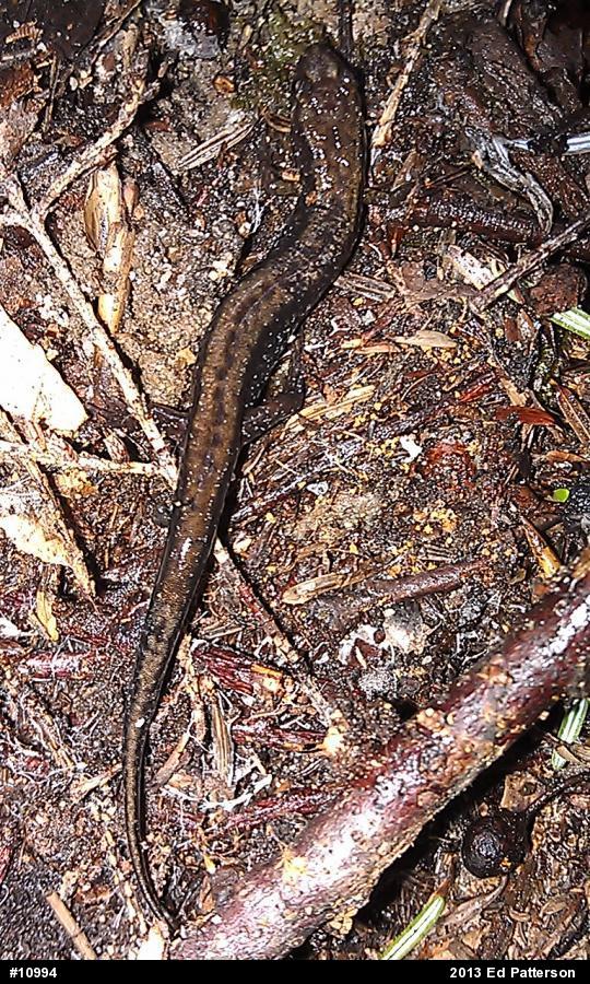 Allegheny Mountain Dusky Salamander
