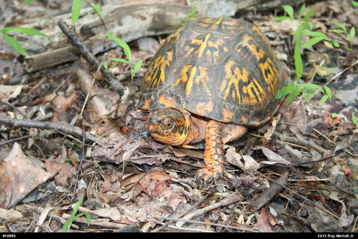 Eastern Box Turtle