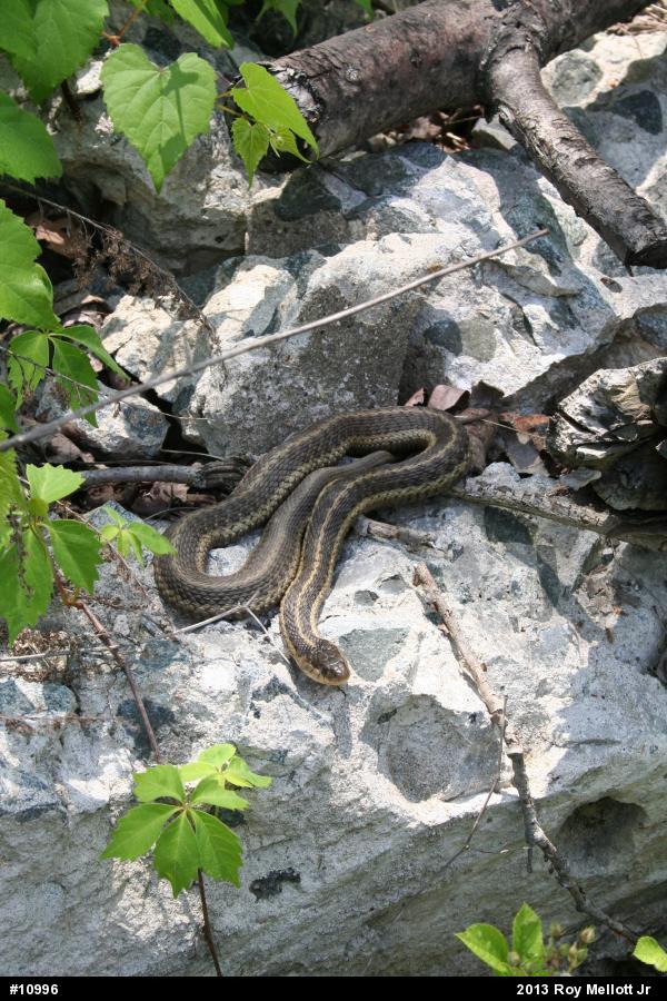 Eastern Gartersnake