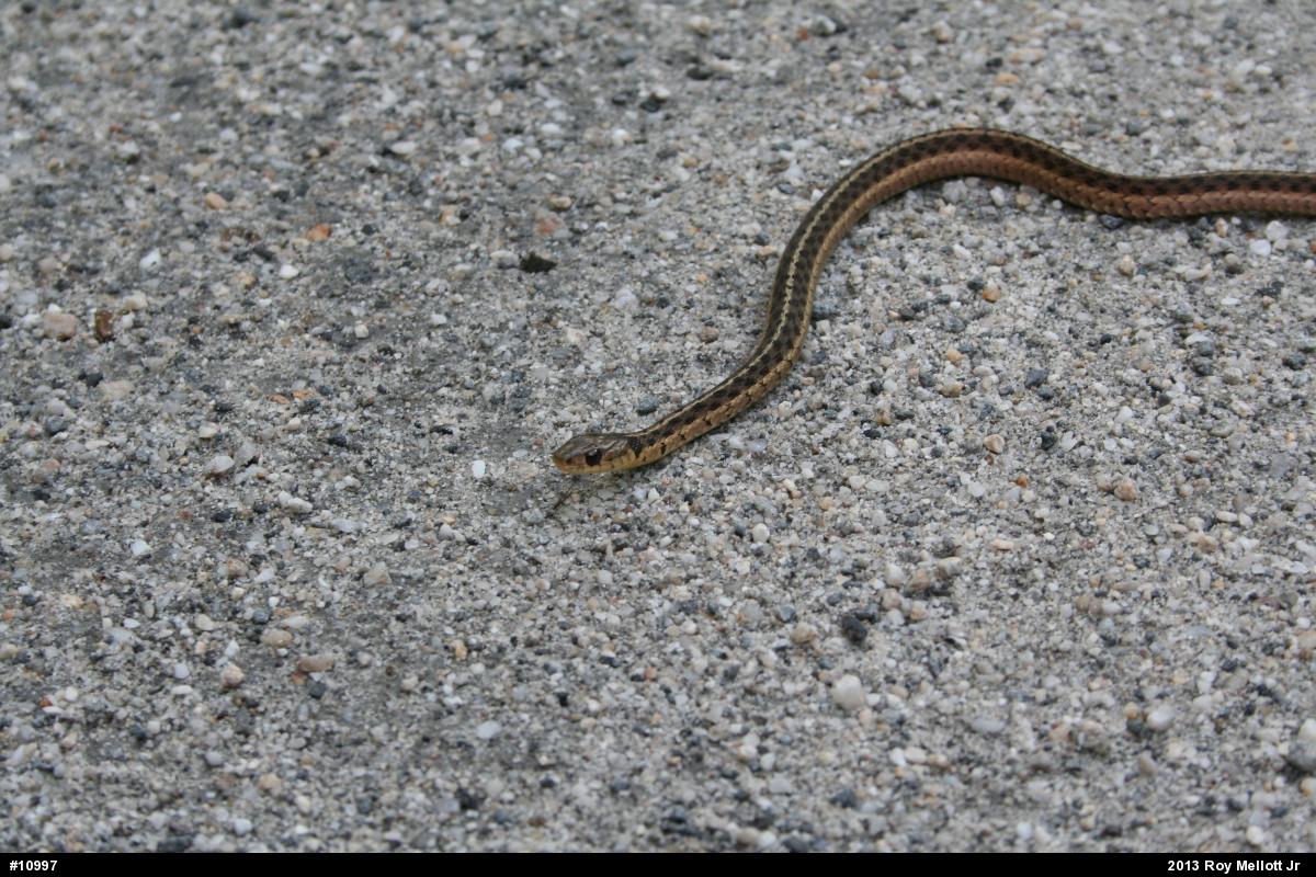 Eastern Gartersnake