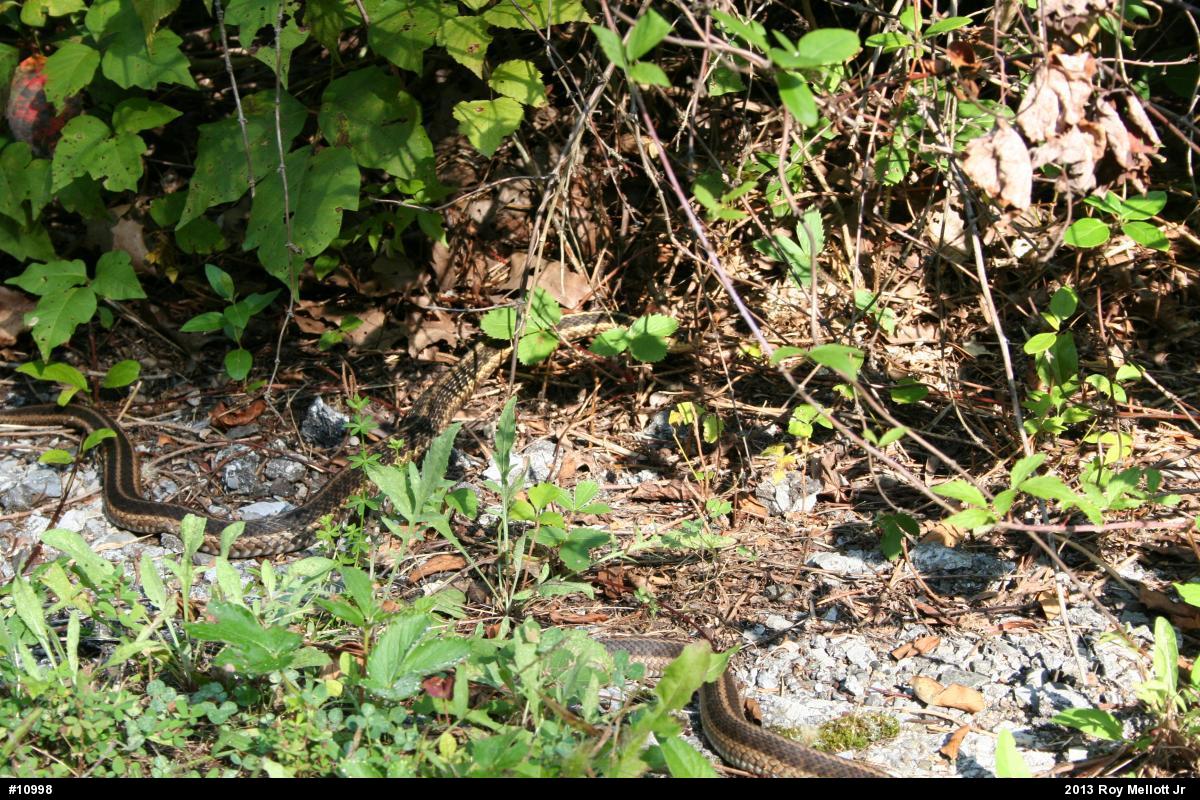 Eastern Gartersnake