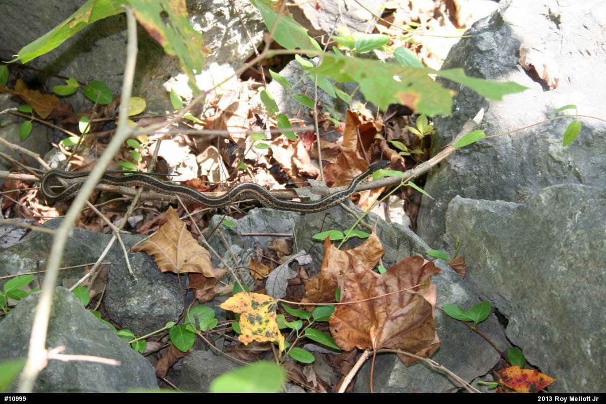 Eastern Gartersnake