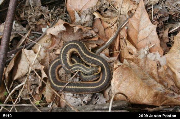 Eastern Gartersnake
