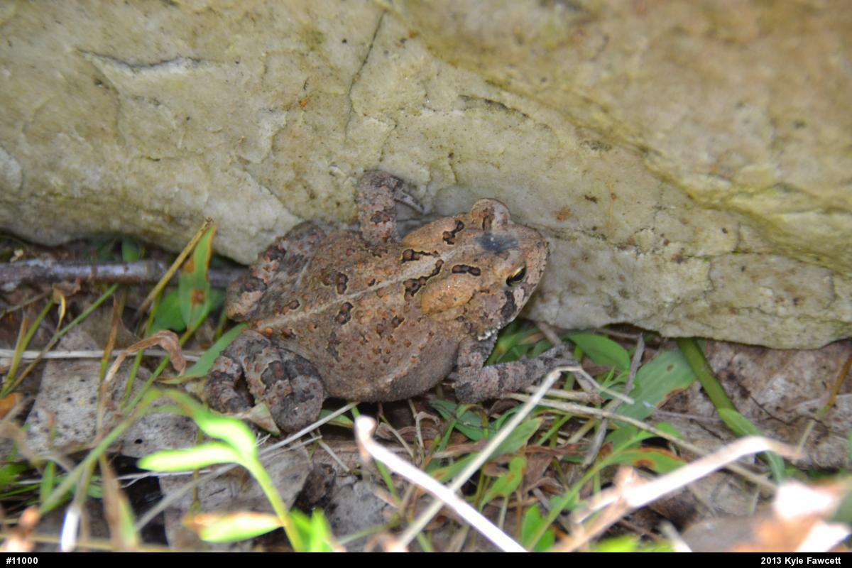 Eastern American Toad