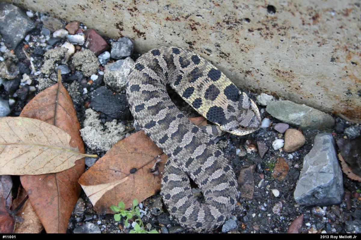 Eastern Hog-nosed Snake