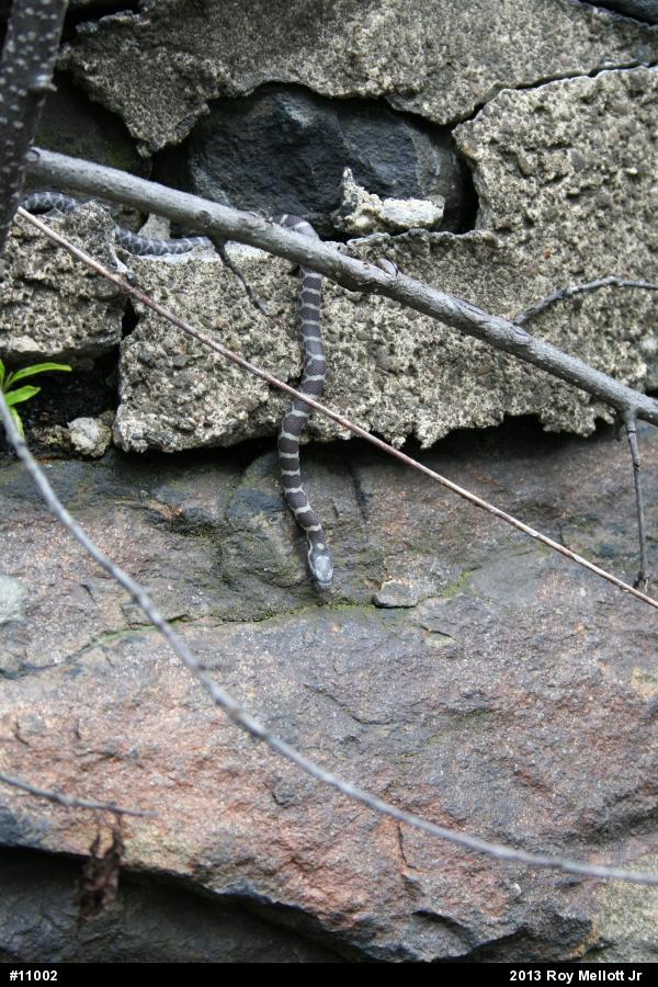 Eastern Milksnake