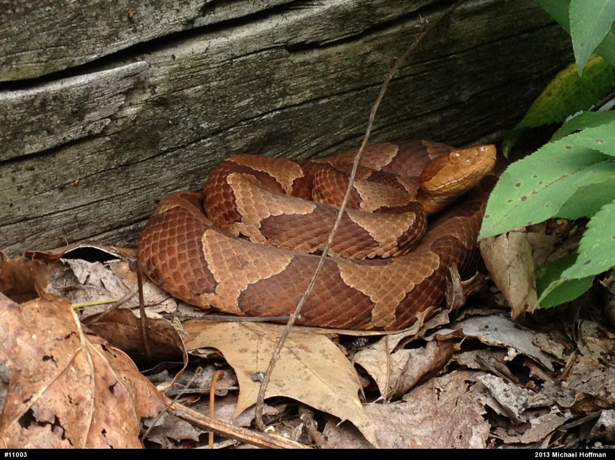 Northern Copperhead