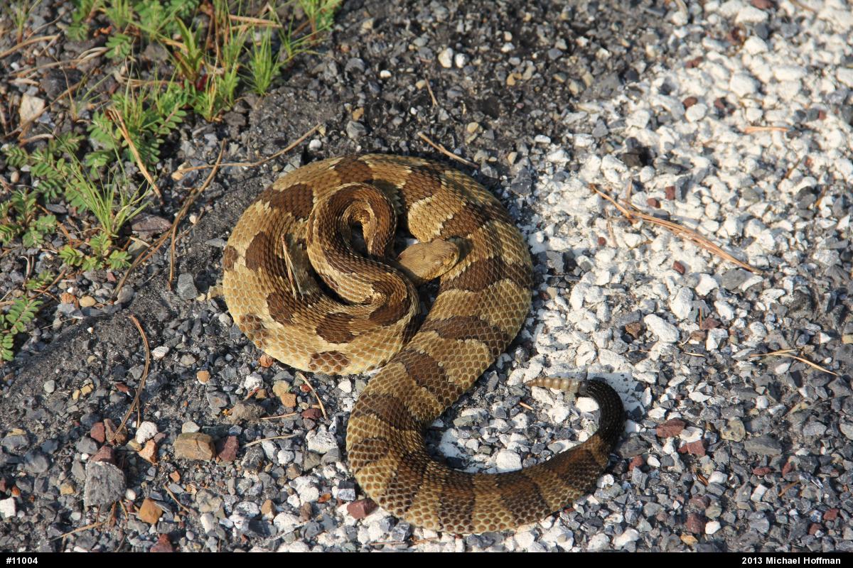 Timber Rattlesnake
