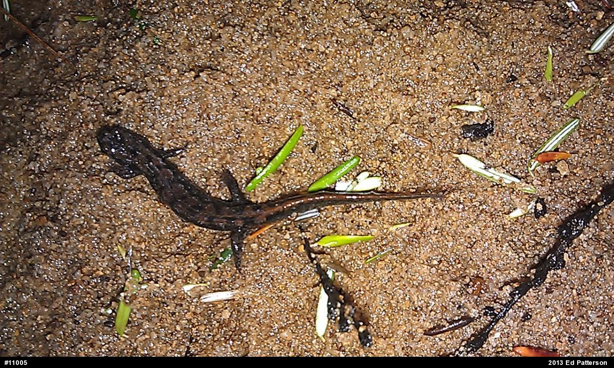 Northern Dusky Salamander