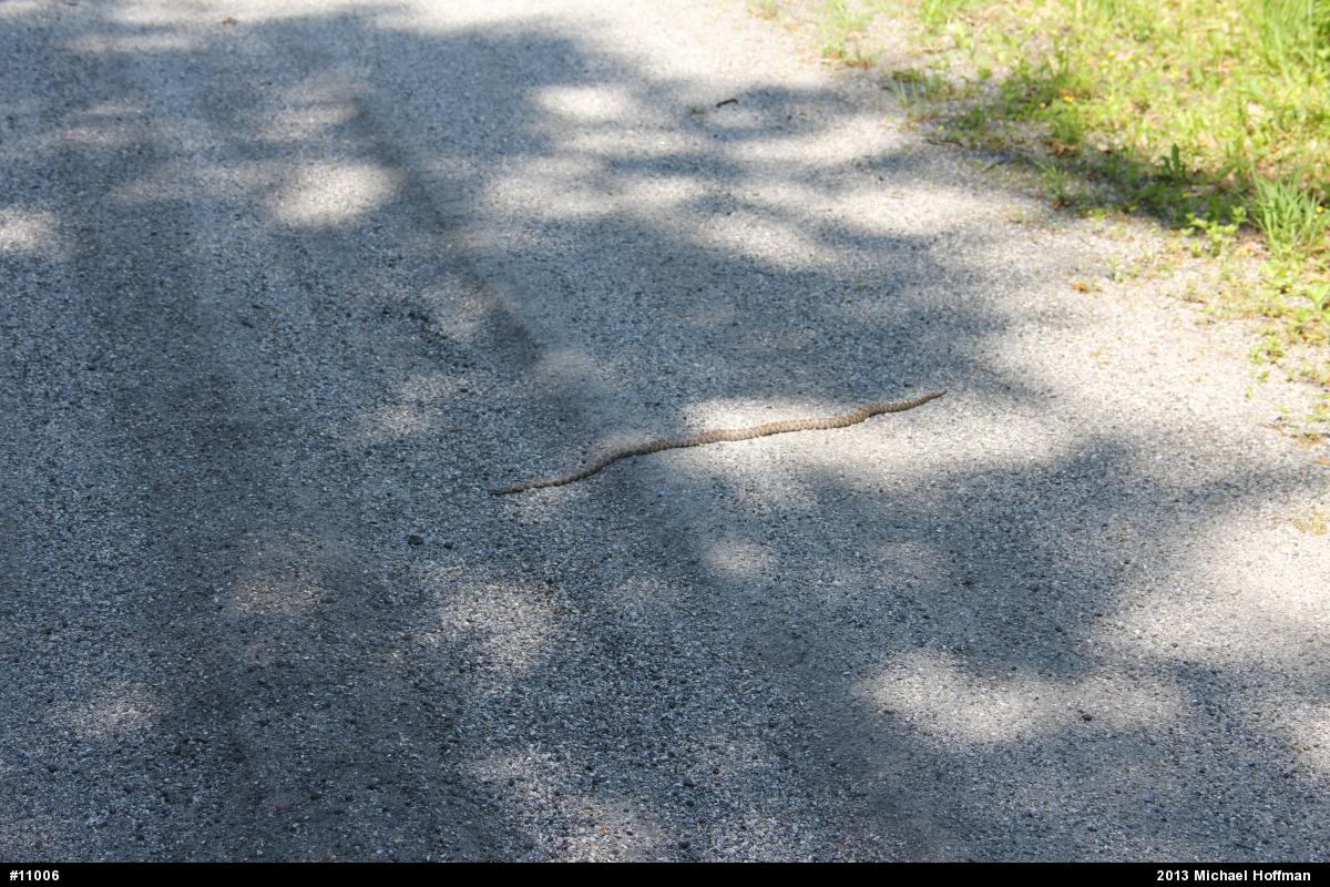 Eastern Milksnake