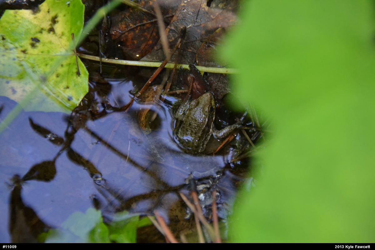 Green Frog