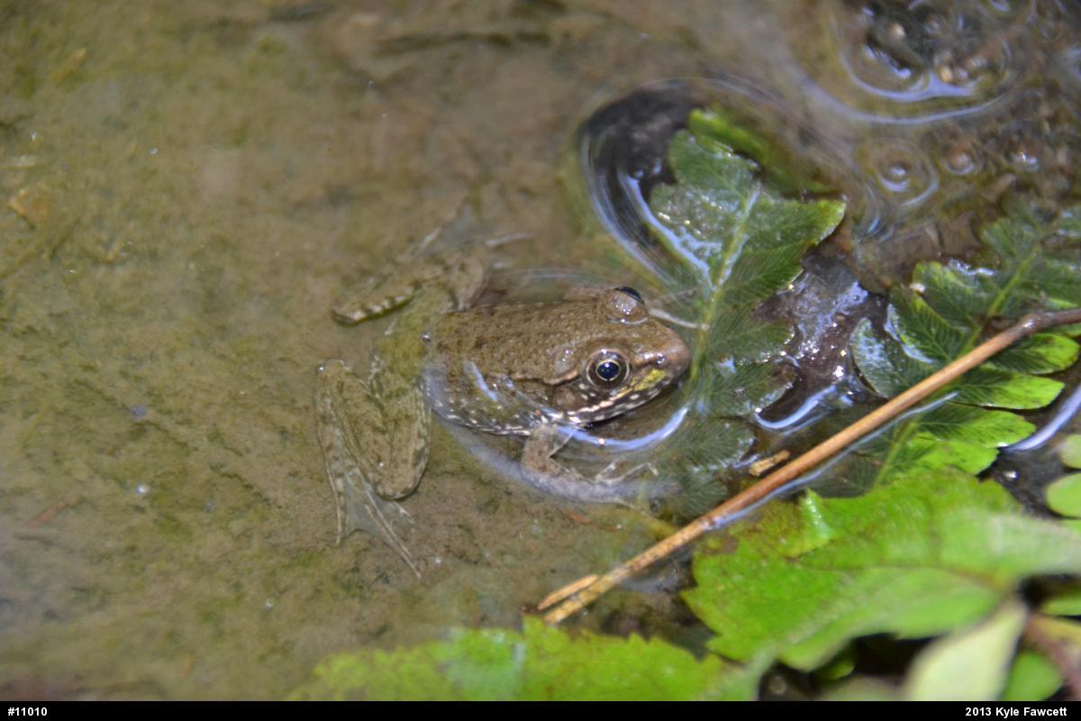 Green Frog