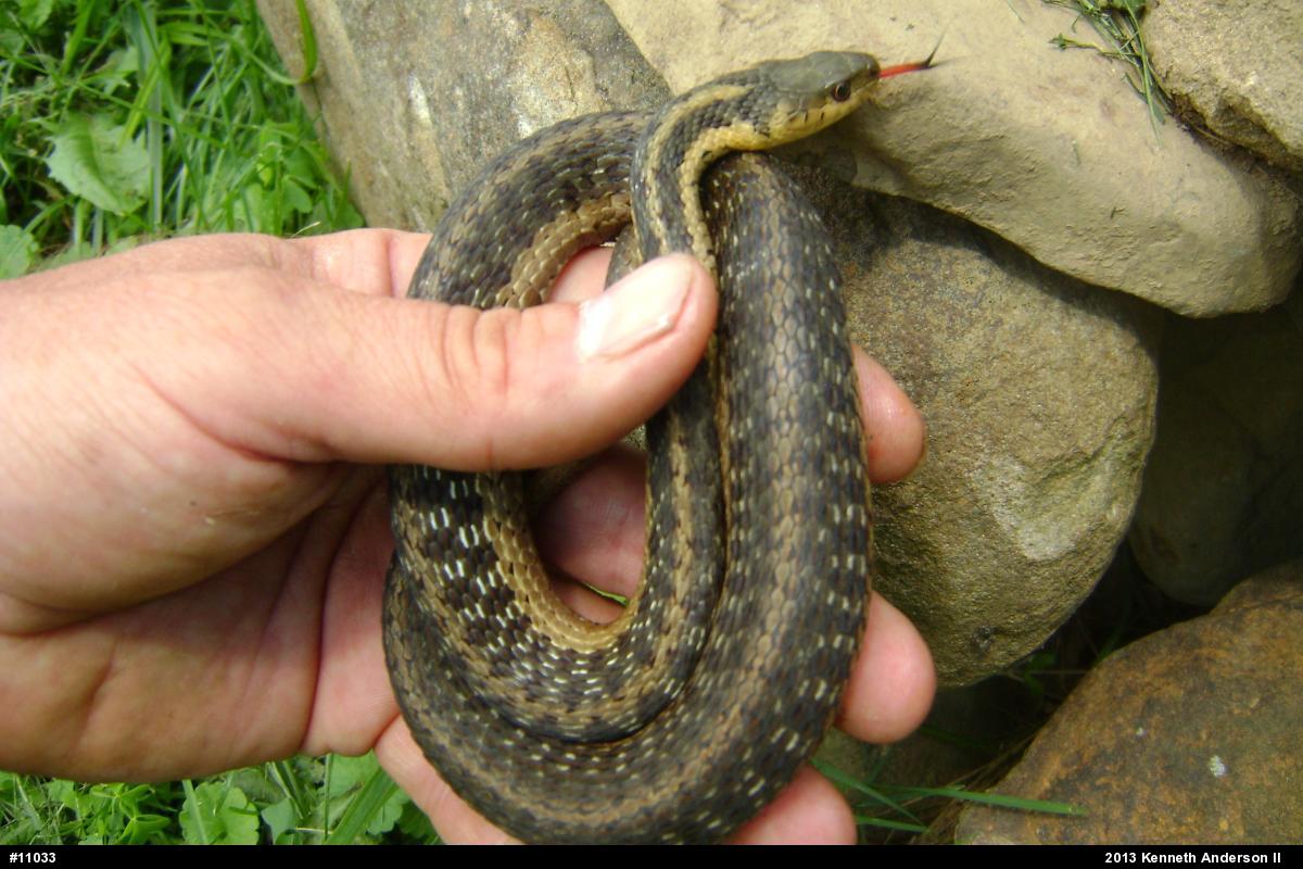 Eastern Gartersnake