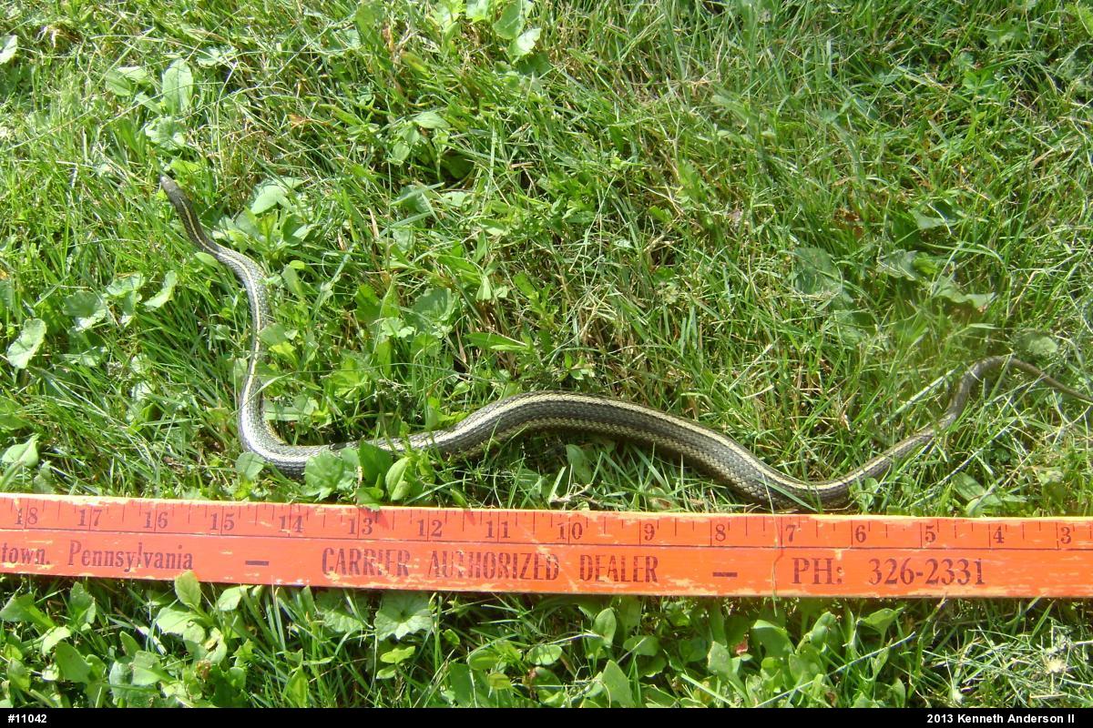 Shorthead Gartersnake