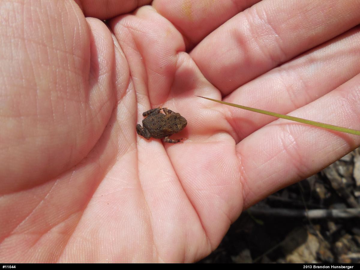 Eastern American Toad