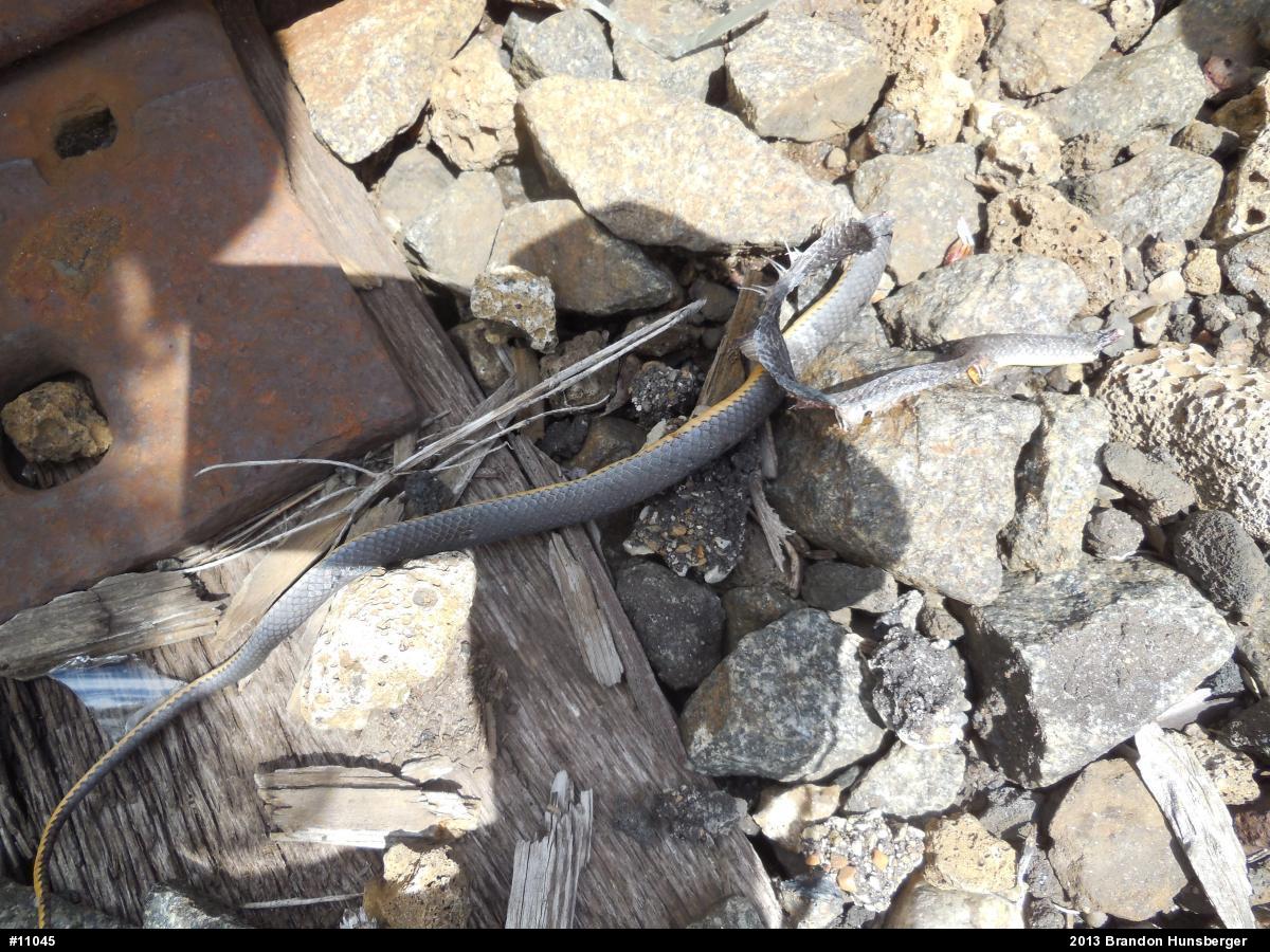 Northern Ring-necked Snake