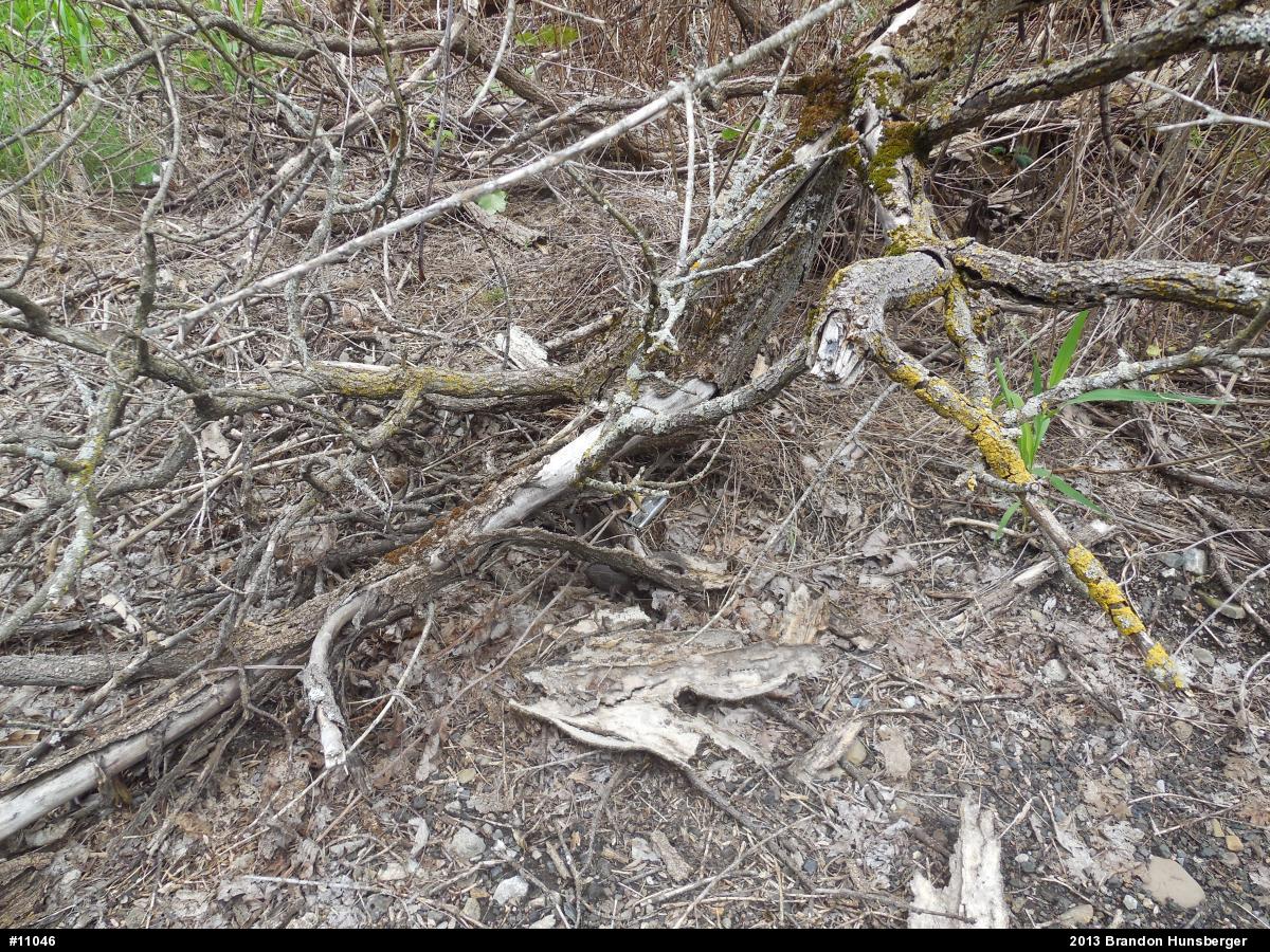 Northern Watersnake