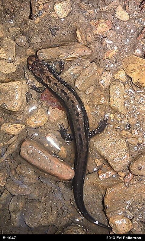 Allegheny Mountain Dusky Salamander