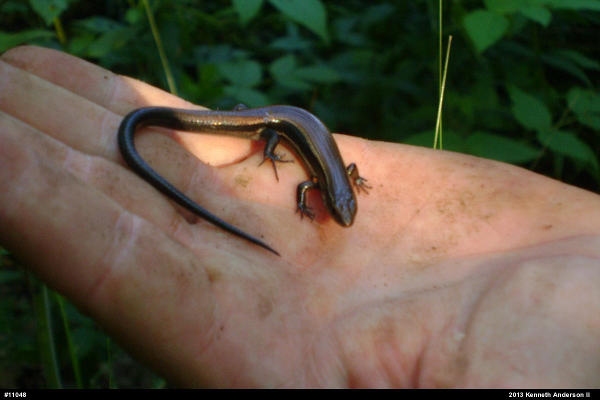 Northern Coal Skink