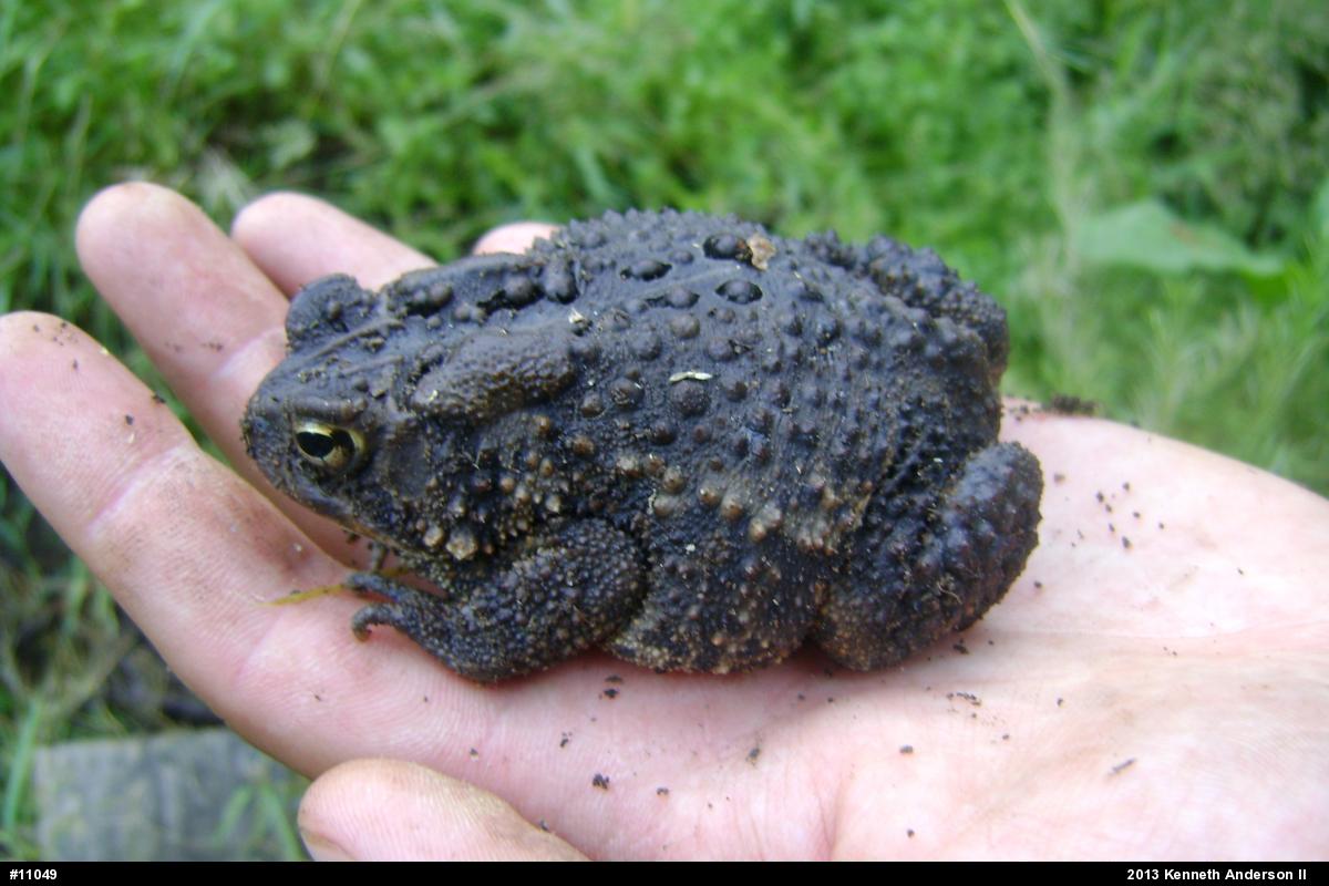Eastern American Toad