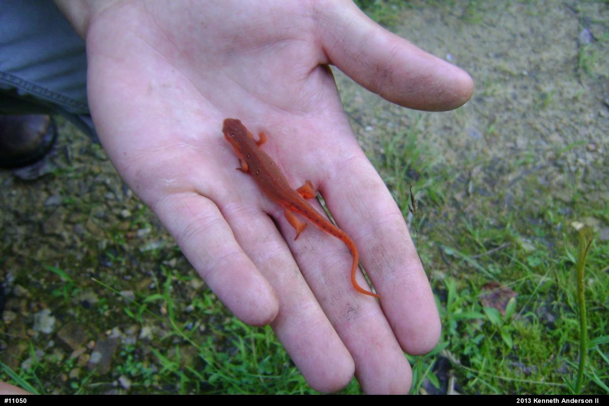 Red-spotted Newt