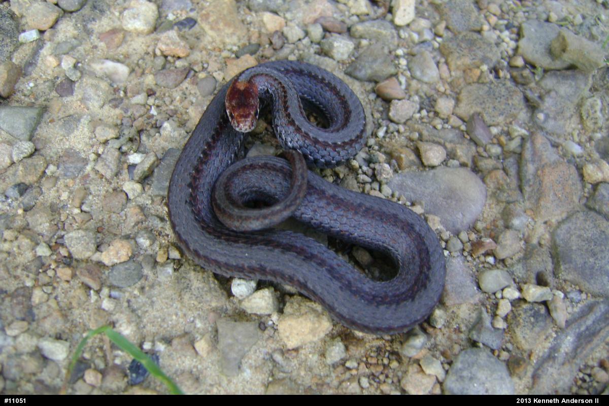 Red-bellied Snake