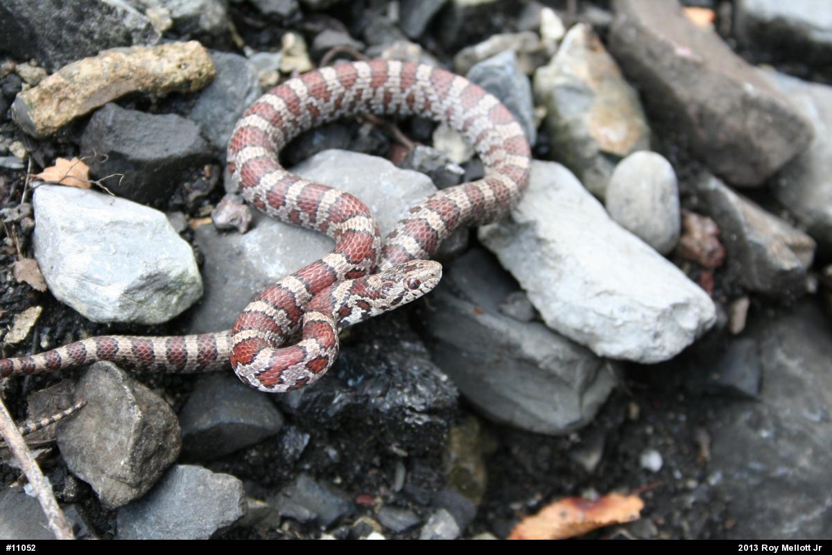 Eastern Milksnake