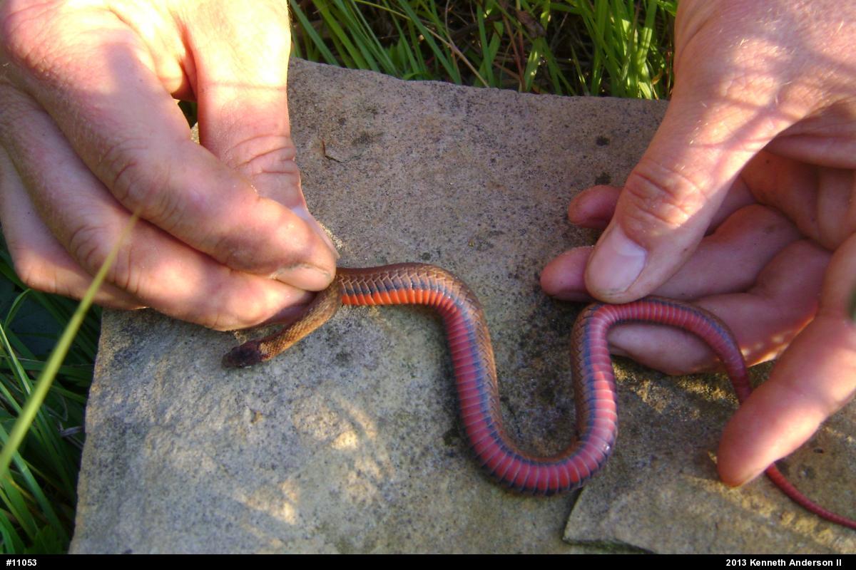 Red-bellied Snake