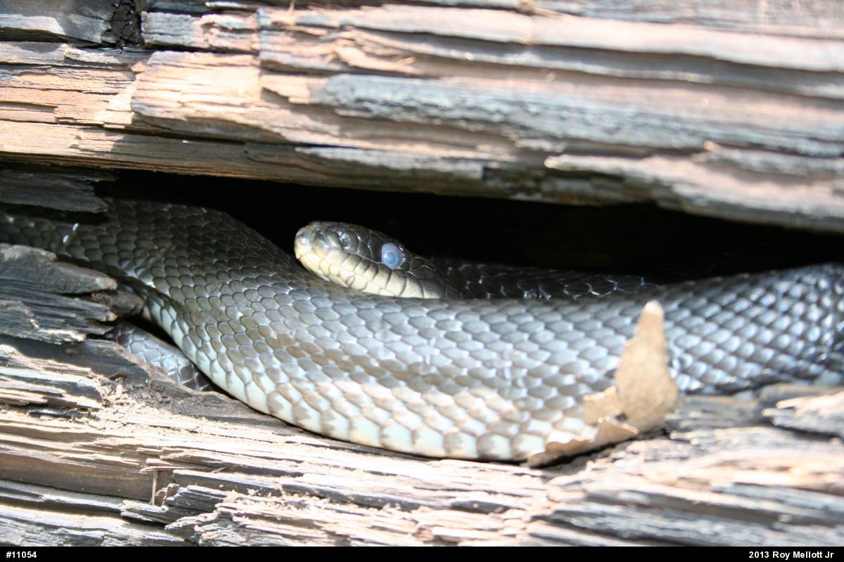 Eastern Ratsnake