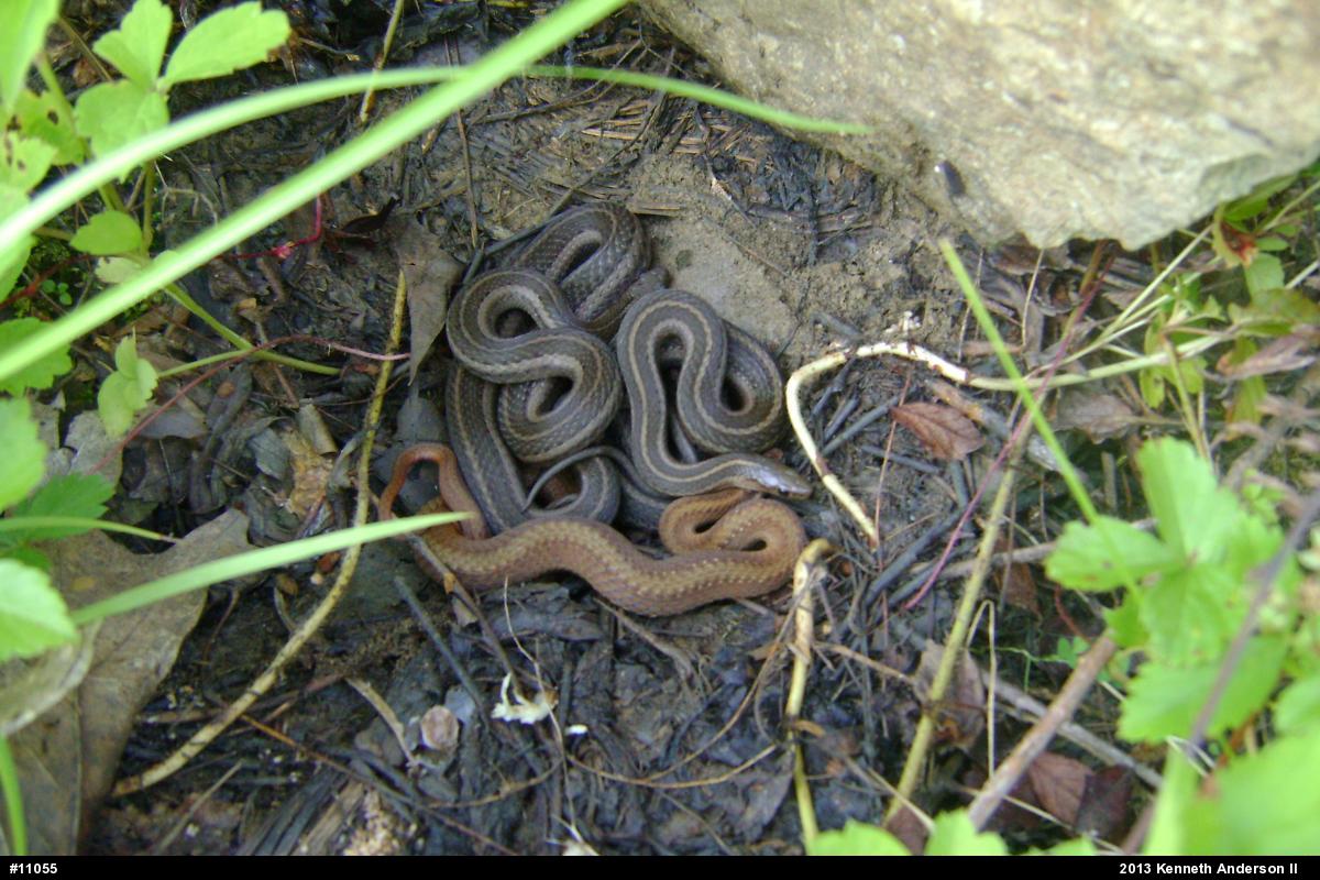 Shorthead Gartersnake