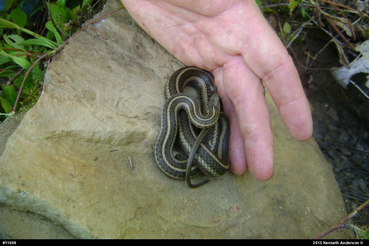 Shorthead Gartersnake