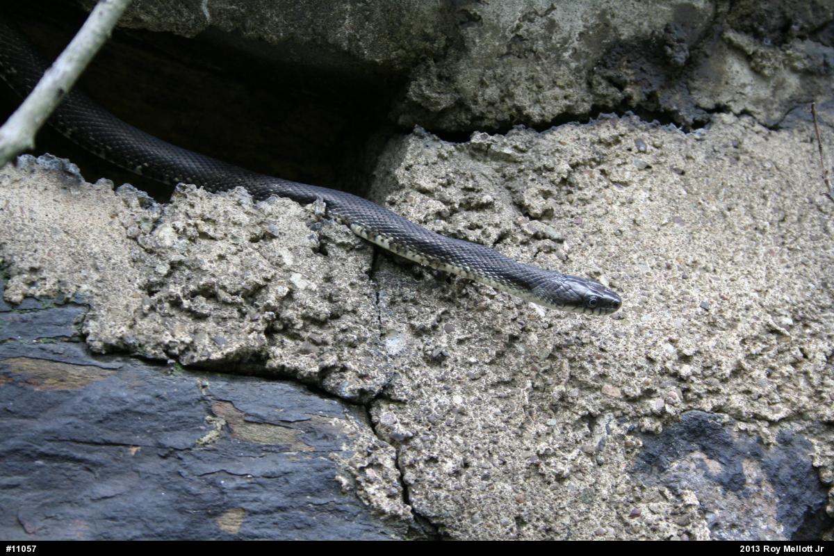 Eastern Ratsnake