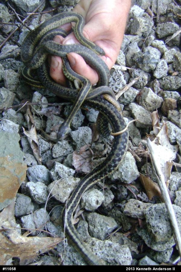 Eastern Gartersnake