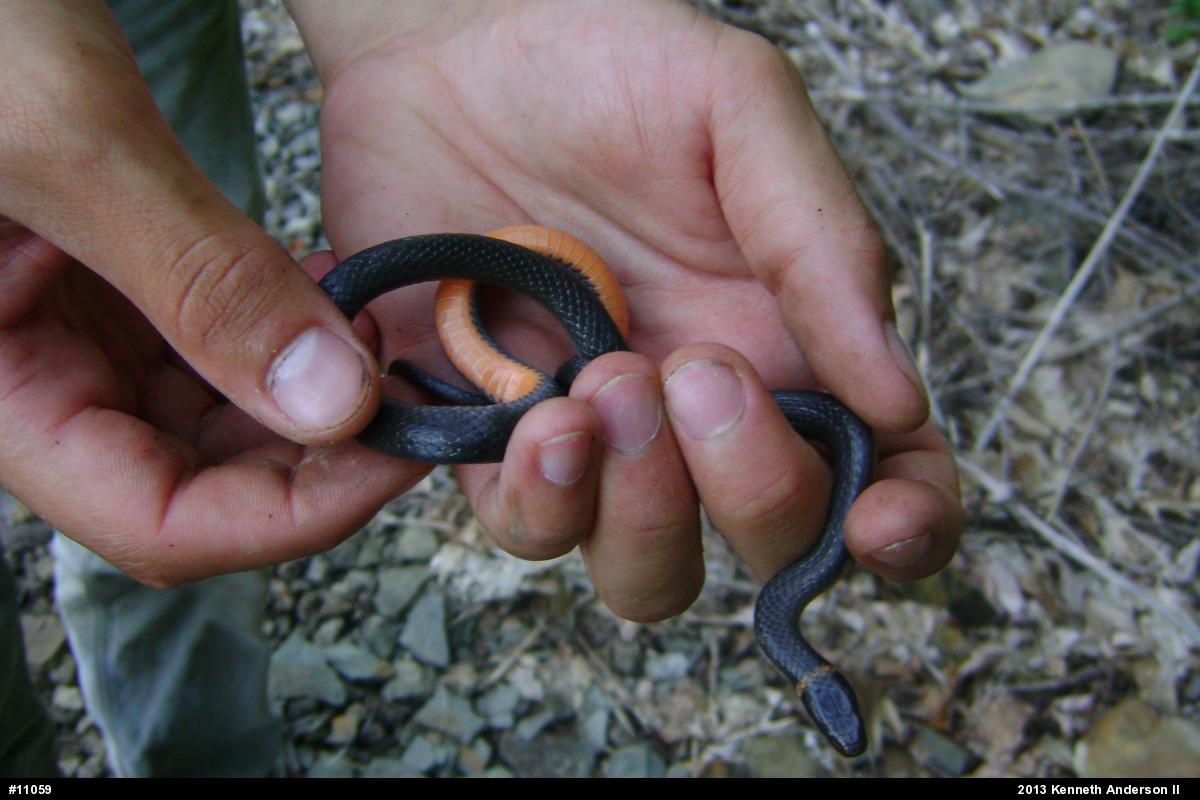 Northern Ring-necked Snake
