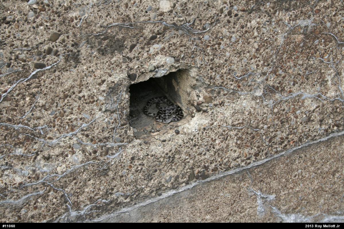 Eastern Ratsnake