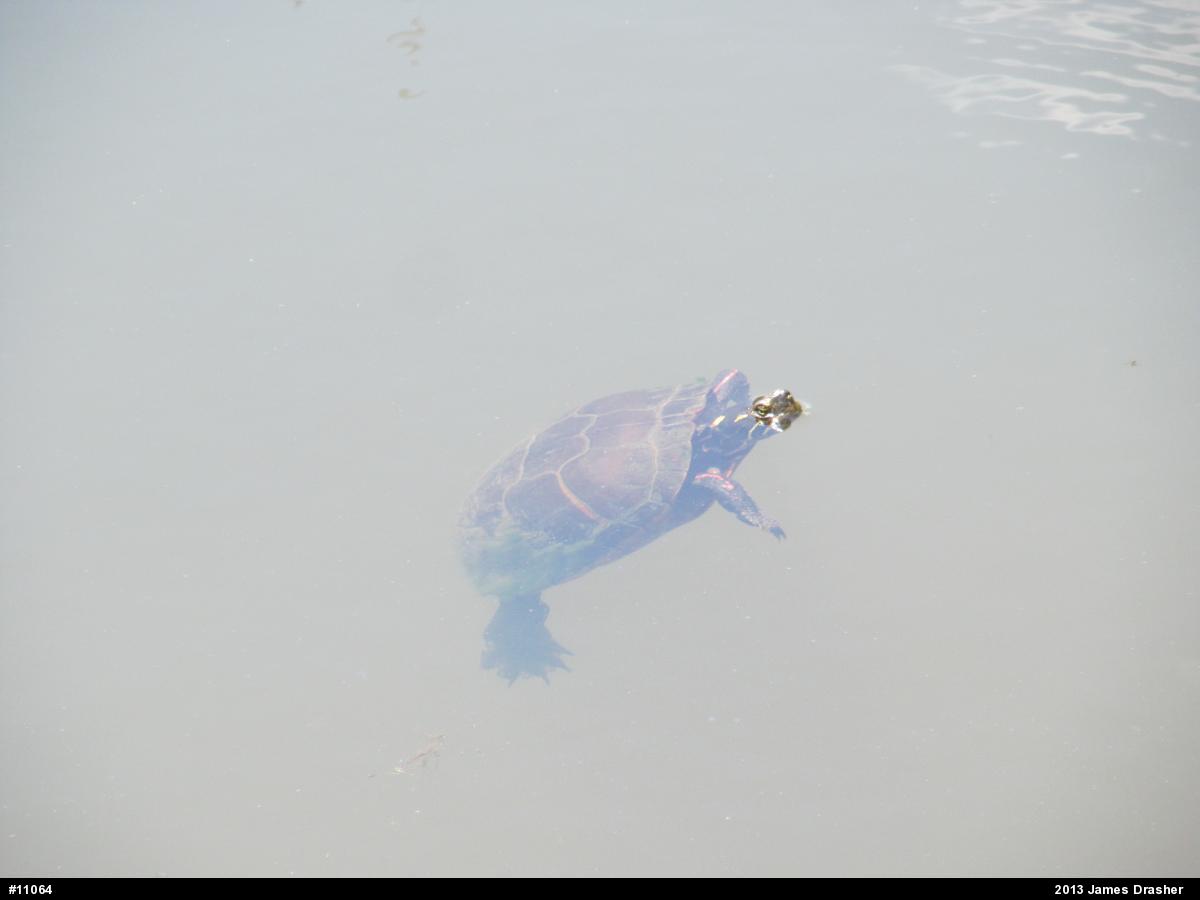 Painted Turtle