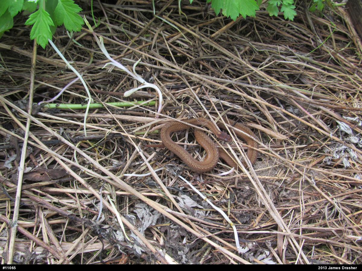 Red-bellied Snake