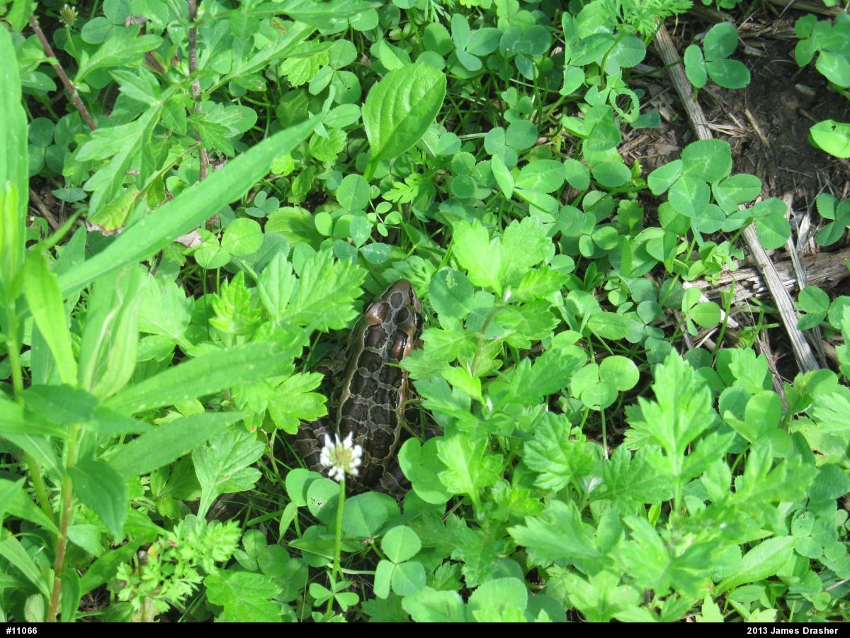 Pickerel Frog