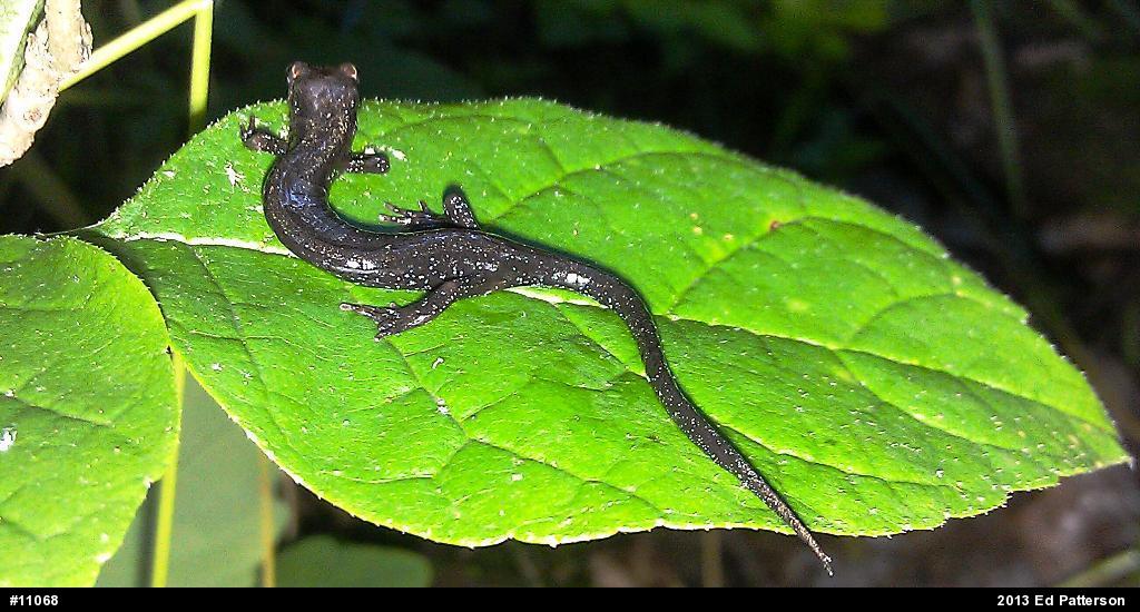 Allegheny Mountain Dusky Salamander