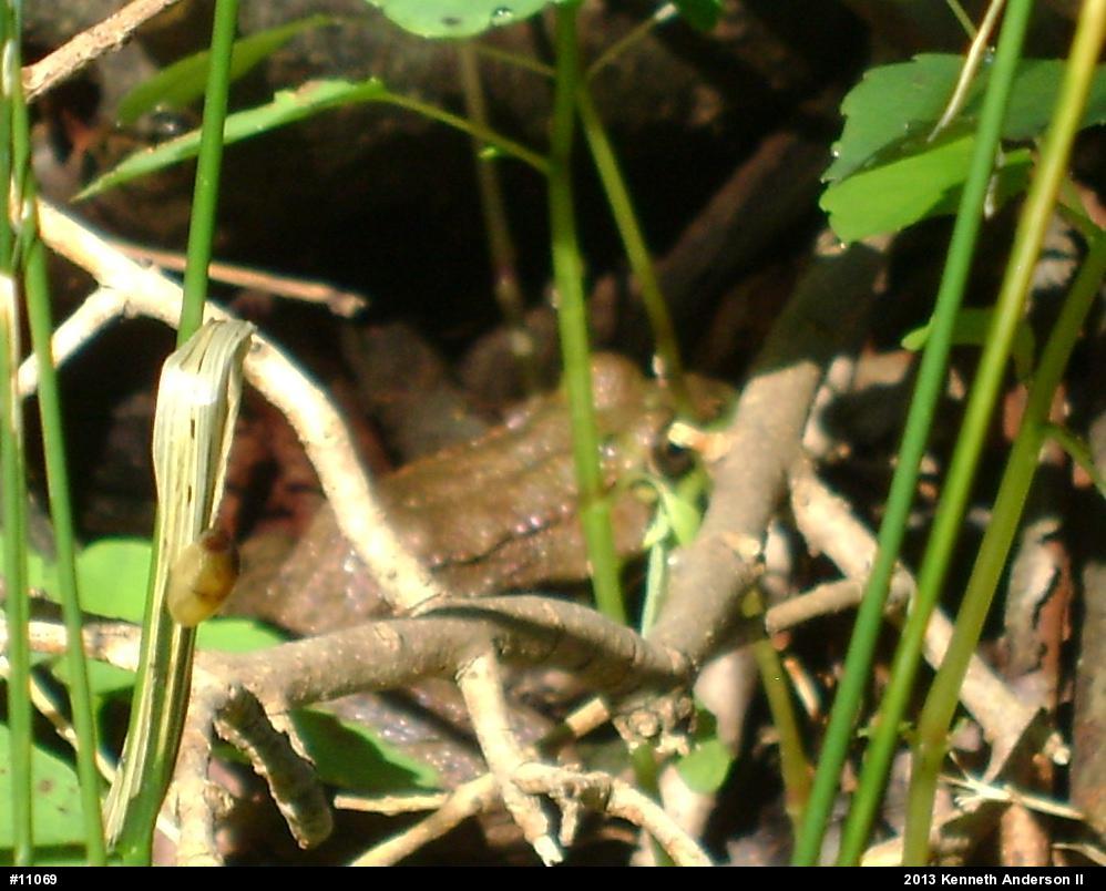 Green Frog