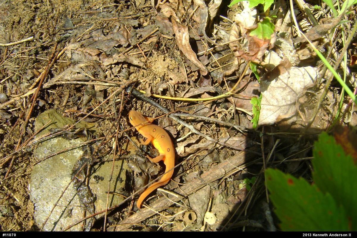 Red-spotted Newt