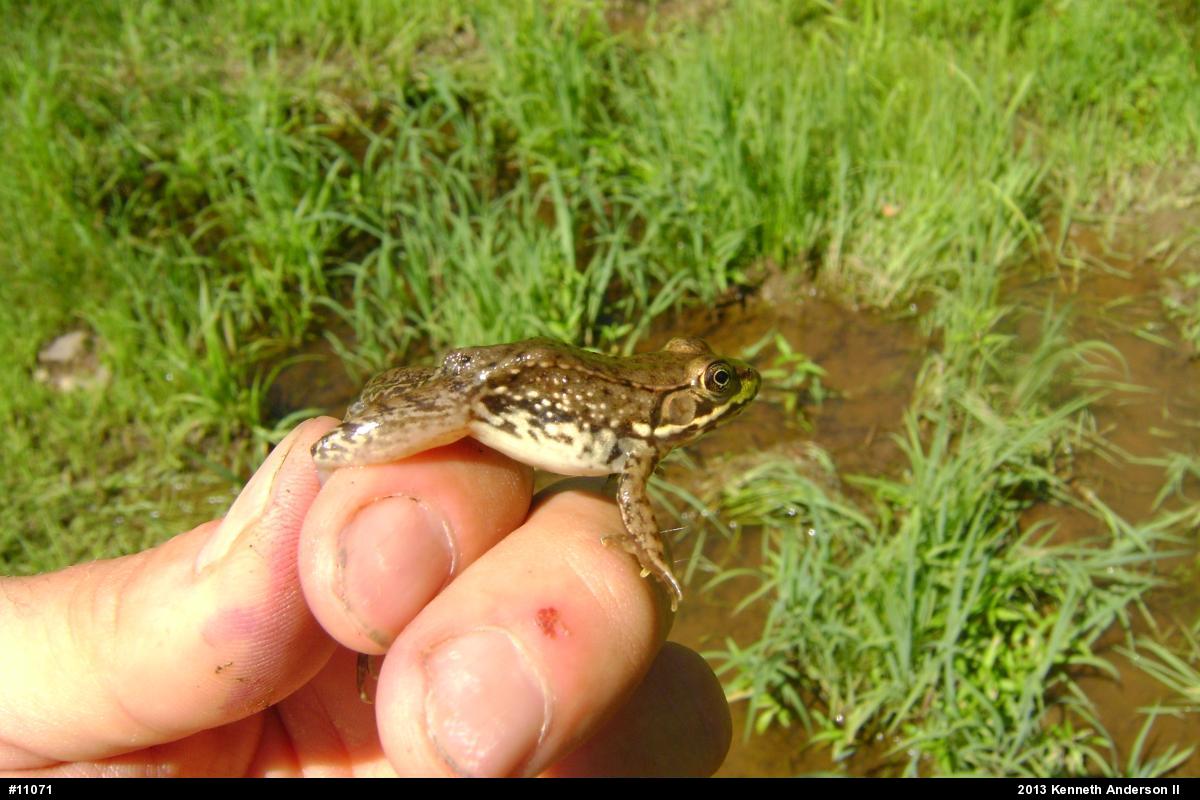 Green Frog