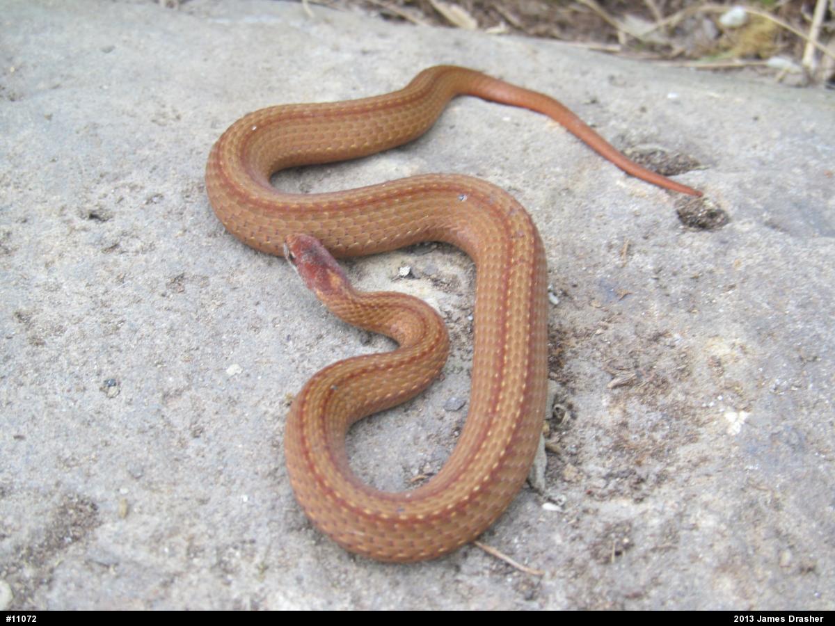 Red-bellied Snake