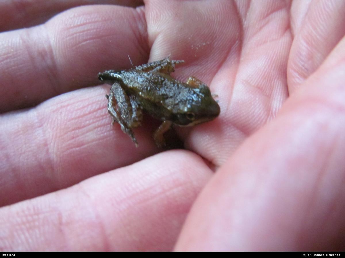 Wood Frog