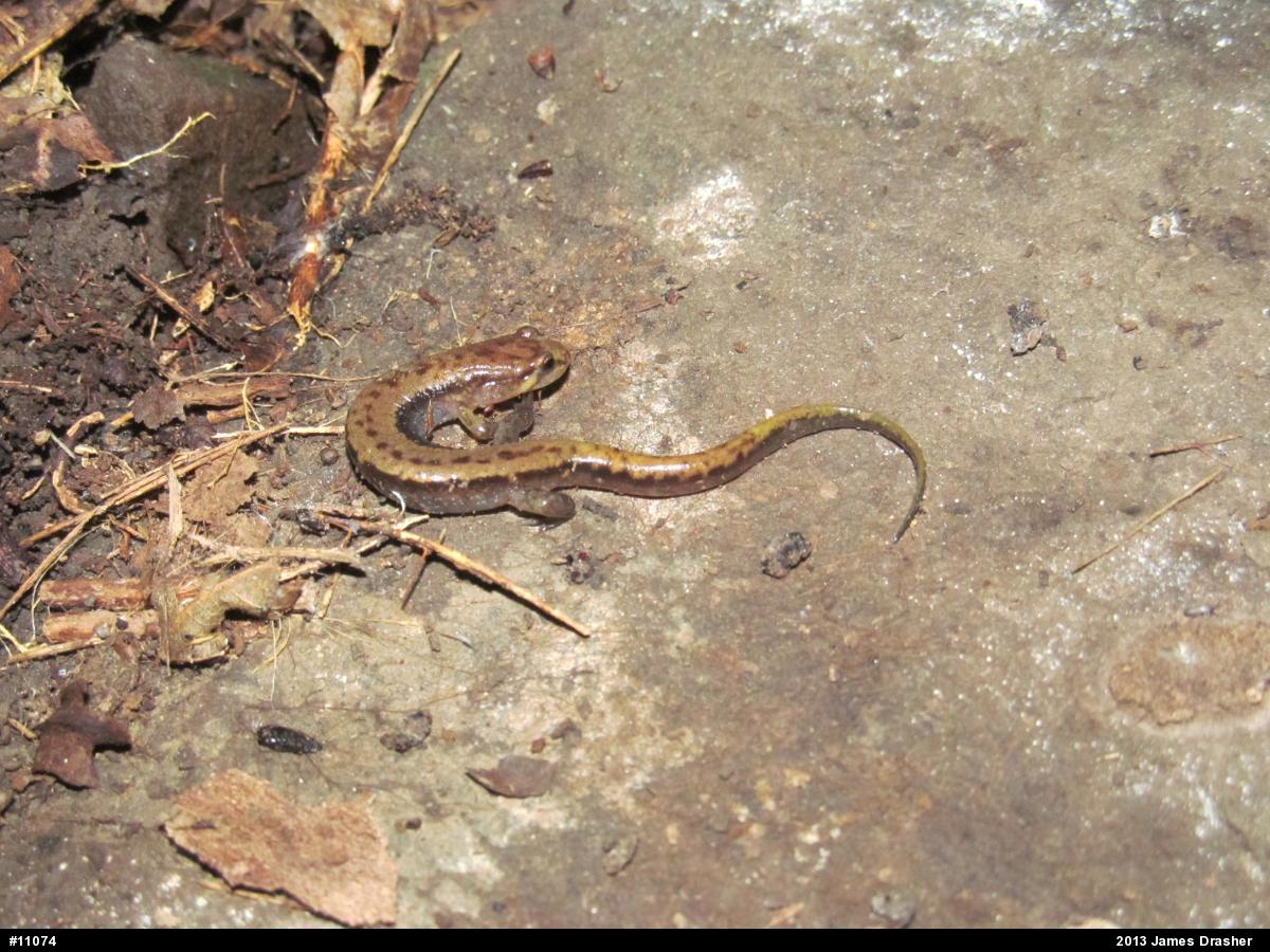 Allegheny Mountain Dusky Salamander